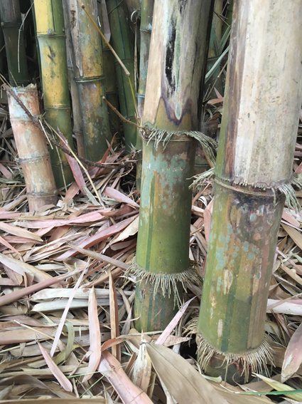 Bățul de bambus